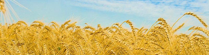Розклад руху автобусів